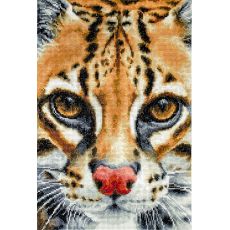 BU4008 Leopardus pardalis  Luca-S