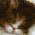 Котенок на книжке1725