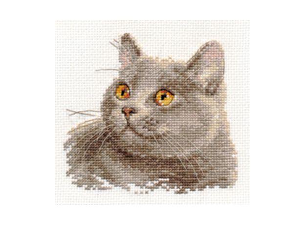 Британский кот
