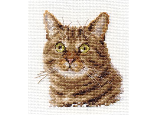 Европейский кот