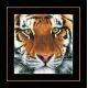 Набор для вышивки крестом LanArte Tiger Тигр