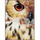 Набор для вышивки крестом LanArte Owl Сова