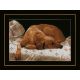 Набор для вышивки крестом LanArte Sleeping Dog Спящий пес