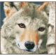 Набор для вышивки крестом LanArte Wolf Волк